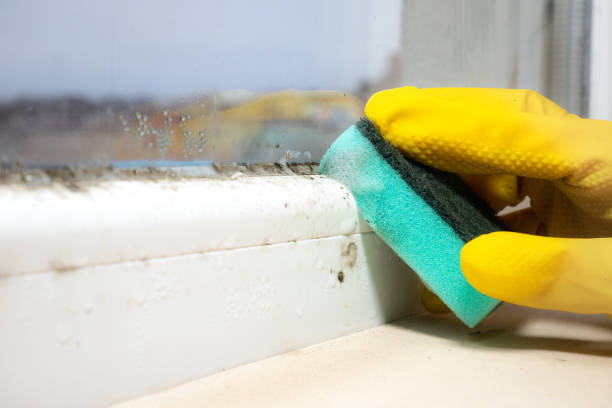 Best Mold Damage Restoration  in Cedar Grove, FL